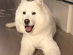 -PETKIT小佩宠物(古北店)