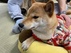 -逗柴咖啡屋·狗咖猫咖宠物桌游