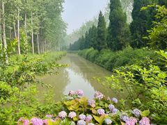 -合肥滨湖国家森林公园