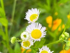 -桤木河湿地公园