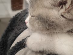 -欣宠猫屋·矮脚拿破仑·蓝金金渐层
