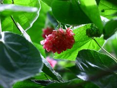 -呀路古热带植物园