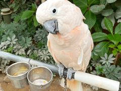 -南宫五洲植物乐园