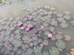 -大湾区中央湿地公园