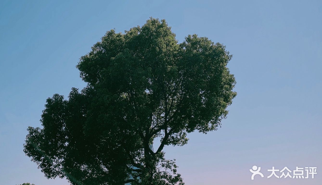 无锡最孤独的树🌲
