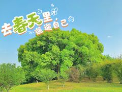 -上海共青森林公园