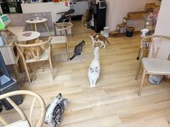 -猫咪派对(江南西店)