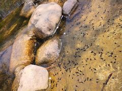 -秀丽东方