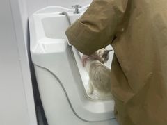 -爱洗澡的猫(天河路店)