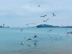 -海驴岛(荣成市)