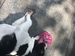 -老地方猫儿面(磁器口店)