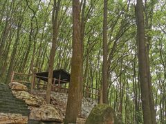 -铁山坪森林公园