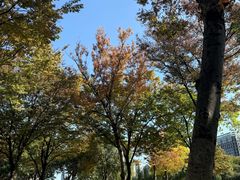 -南翔镇银翔湖公园