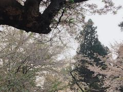 -武汉大学-樱园