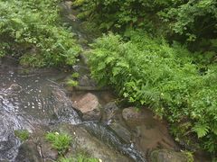 -五营红松林海景区