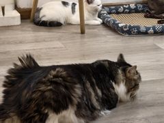 -柴迷FANS CLUB·柴犬狗咖·猫咖