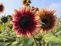 -花开海上生态园