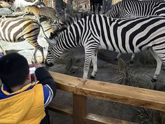 -Behring World of Animals(上海自然博物馆店)