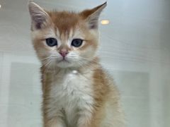 -青奢宠物·青奢猫舍