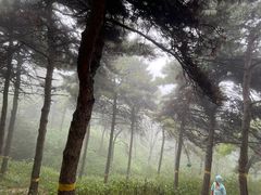 -北京西山国家森林公园