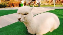 -萌宠亲子动物乐园(槐房万达店)