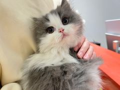 -babydoll猫舍·米努特·德文·缅因(久光中心店)