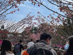 -观澜湖旅游度假区