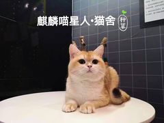 -十年猫舍·猫咪专门店(普陀店)