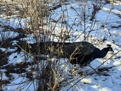 -北京麋鹿生态实验中心