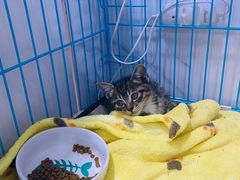 -萌兽医馆·宠物医院·猫骨科(创景店)