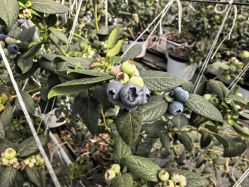 -蓝呗呗蓝莓草莓采摘园(通州区马驹桥店)