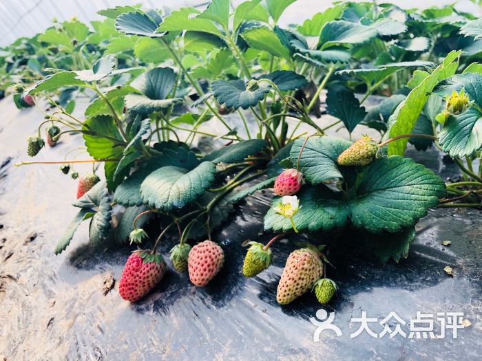 伊莓庄园农家乐草莓园图片 - 第44张