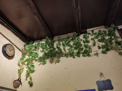 -锅儿挑面馆