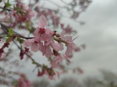 -天适樱花悠乐园