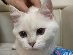 -lincat·猫舍(广州店)