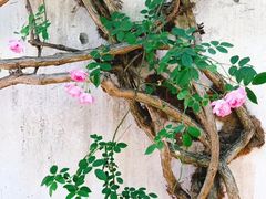 -艺圃