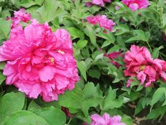 -莲花池公园