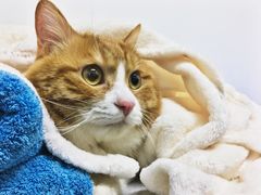 -达爱动物医院·犬猫分区·CT·复杂眼科(远洋山水分院)