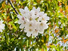 -高东镇樱花园