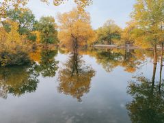 -金塔沙漠胡杨林景区
