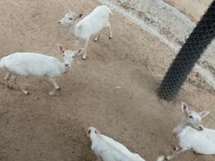 -石家庄市动物园