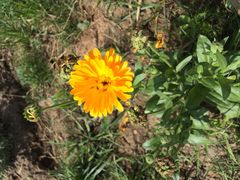 -北纬44度·金珠花海休闲农业旅游景区