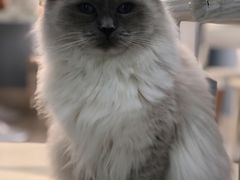 -喵的天空名猫咖啡馆·撸猫·猫舍·用品