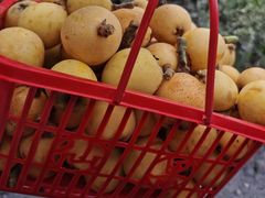 -塘栖枇杷特色园区