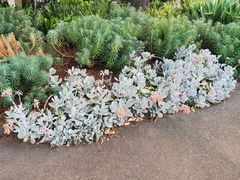 -墨尔本皇家植物园