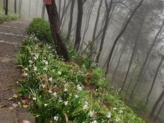 -铁山坪森林公园