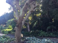 -墨尔本皇家植物园