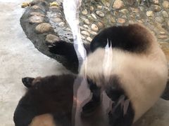 -西安秦岭野生动物园