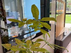 -半岛宠物医院24小时·内窥镜·牙科·碎石中心(府城大道店)