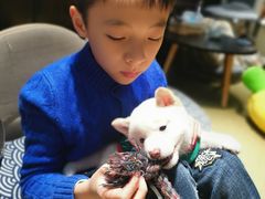 -逗柴咖啡屋·狗咖猫咖宠物桌游